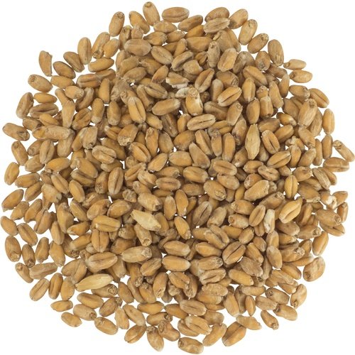 Pale Wheat Malt Crushed Grain 500g | Brew Mart